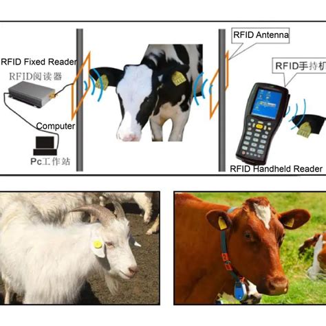 livestock rfid reader reviews|rfid cattle tags for sale.